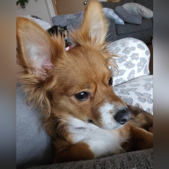 Meet your Posher, Vicki - Picture 3 of 3